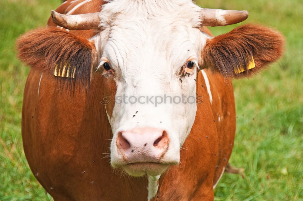 Similar – Image, Stock Photo Funny calf with open mouth