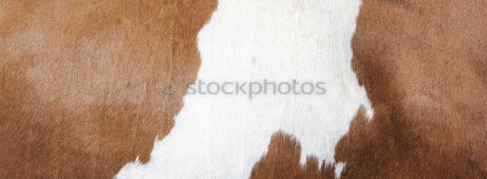 Similar – Image, Stock Photo This isn’t cowhide! Pelt