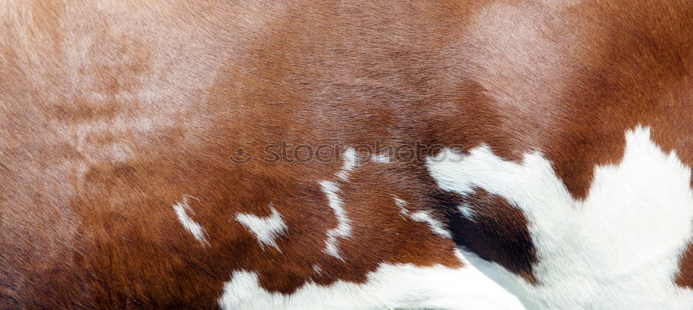 Similar – Image, Stock Photo This isn’t cowhide! Pelt