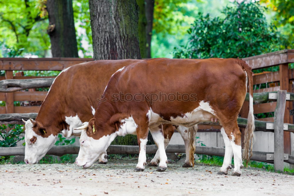 Similar – brown cattle Animal Grass