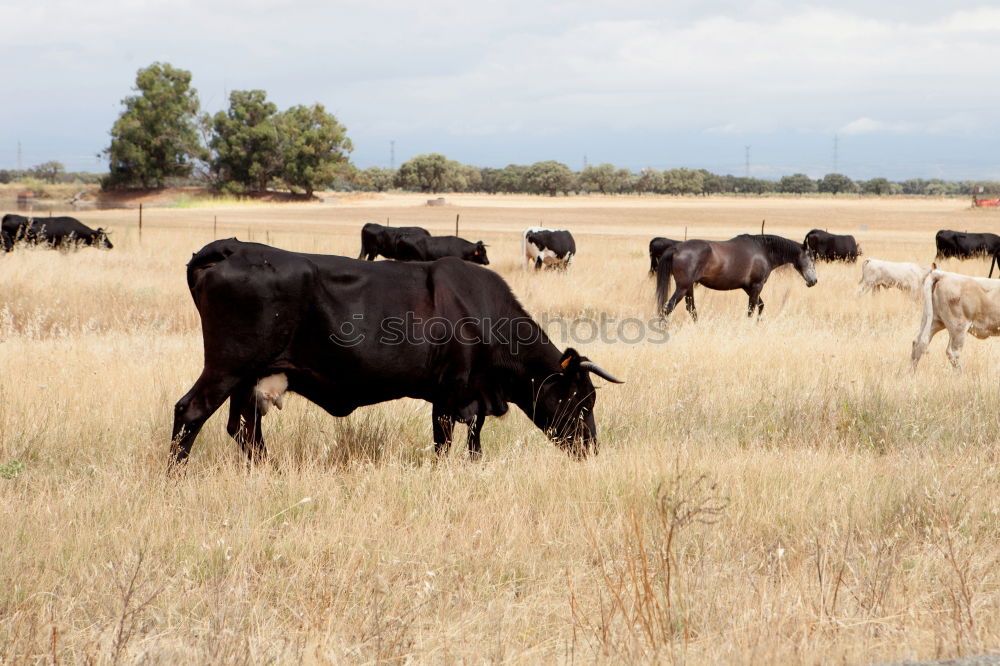 Similar – Beautiful landscape with wild horses