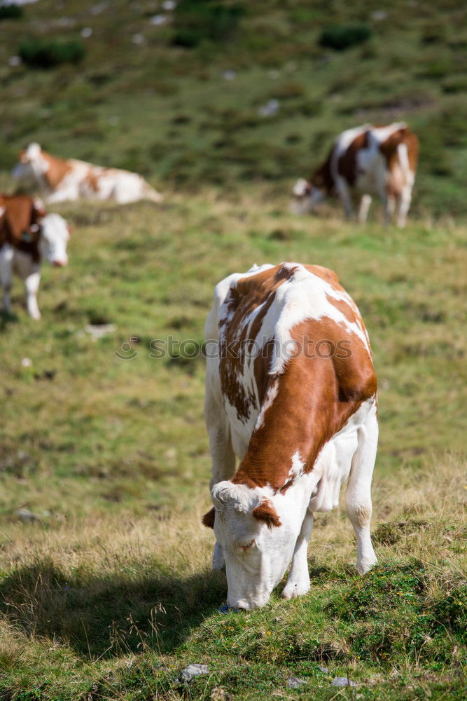 Similar – Foto Bild Muh. Essen Milch Umwelt