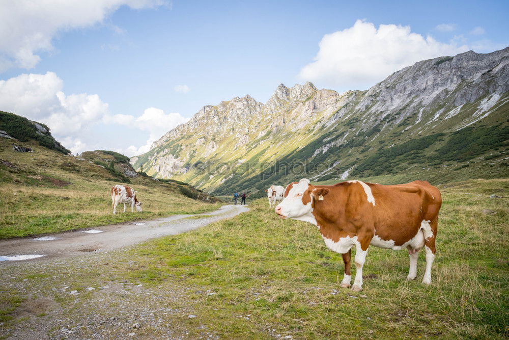 Similar – Pitztal cows Mountain