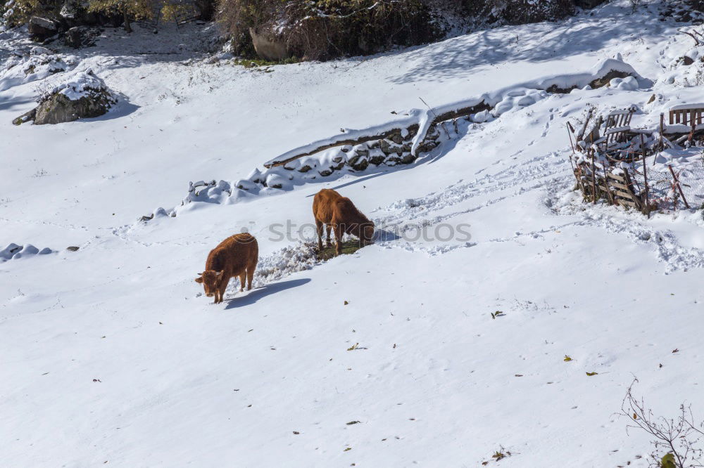 Similar – Boars pasturing between trees and snow