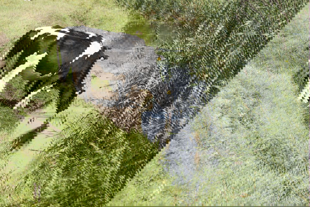 Similar – Foto Bild Muuhrotik Milcherzeugnisse