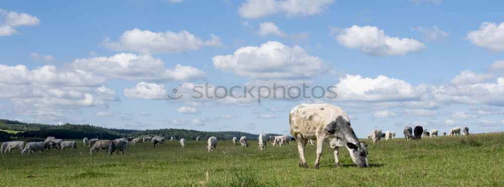 Similar – Scottish Highland Cattle from Usedom