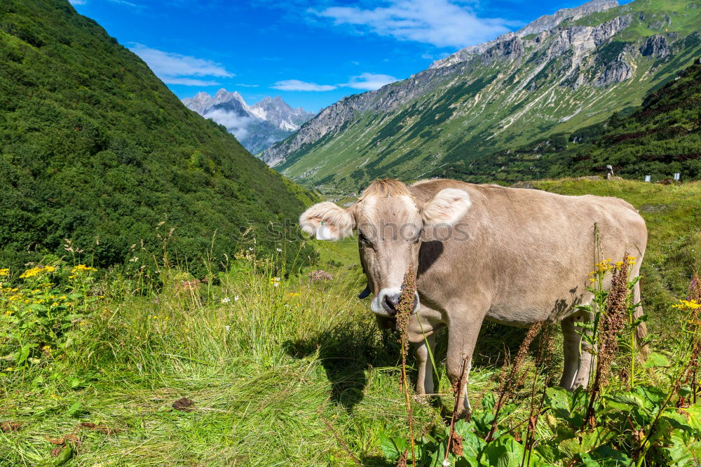 Similar – Image, Stock Photo Hirtamadl Agriculture