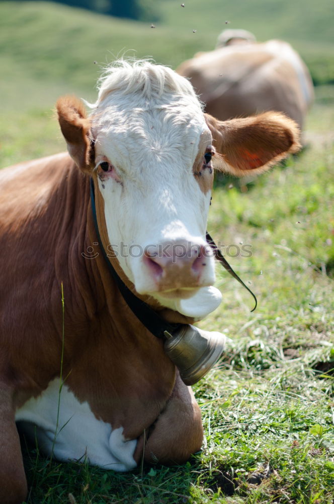 Similar – Calf with cow Farm animal