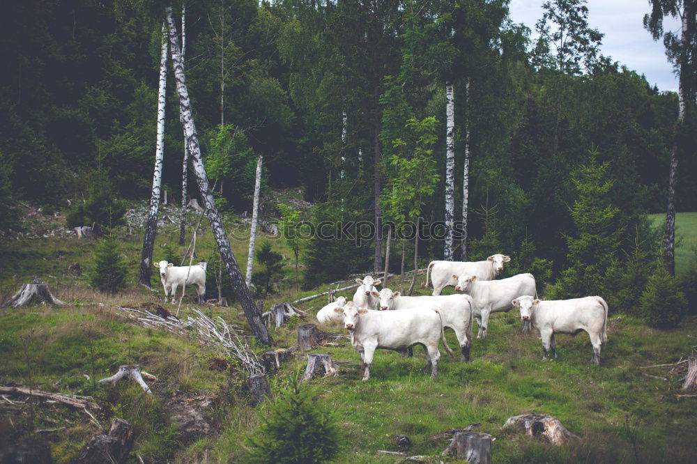 Similar – Image, Stock Photo Sheep loves me YEAH YEAH YEAH YEAH