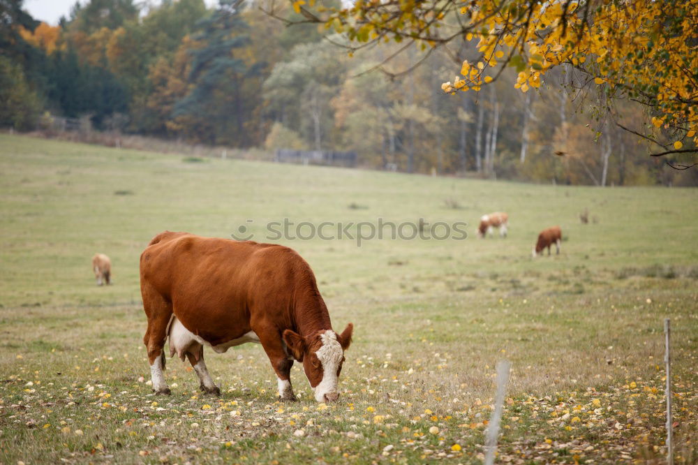 Similar – Image, Stock Photo calf Nature Animal Tree