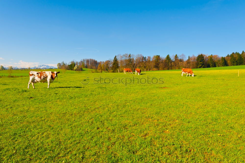 Similar – Cows are standing on my runway.