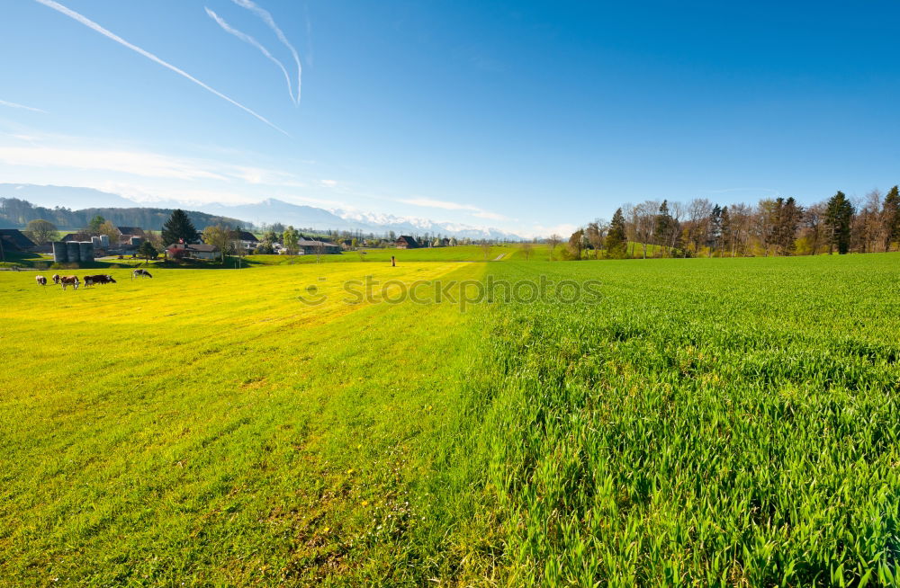 Similar – Image, Stock Photo meadow in allgau Style