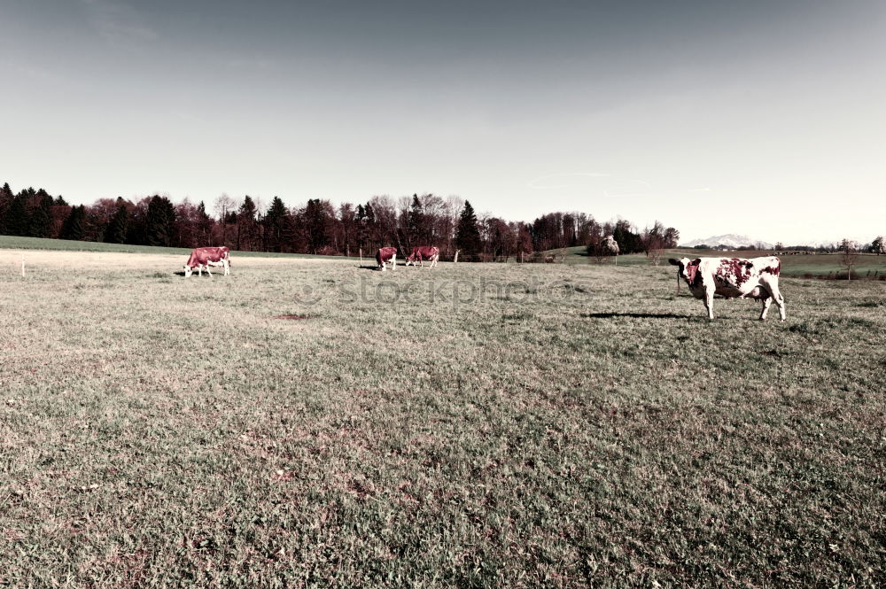 Similar – Image, Stock Photo Cow ensemble in late summer light