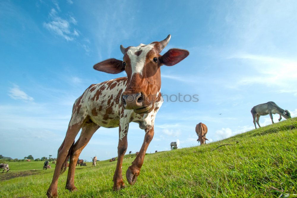 Similar – Image, Stock Photo Cow stretches out nose