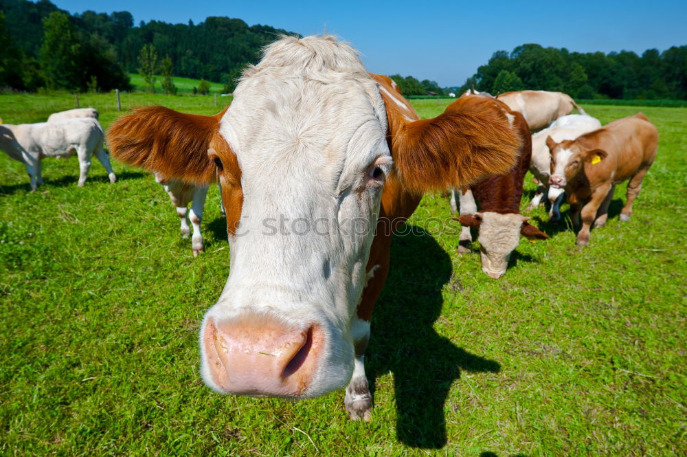 Similar – Foto Bild Kühe Kuh Rind Wiese Gras