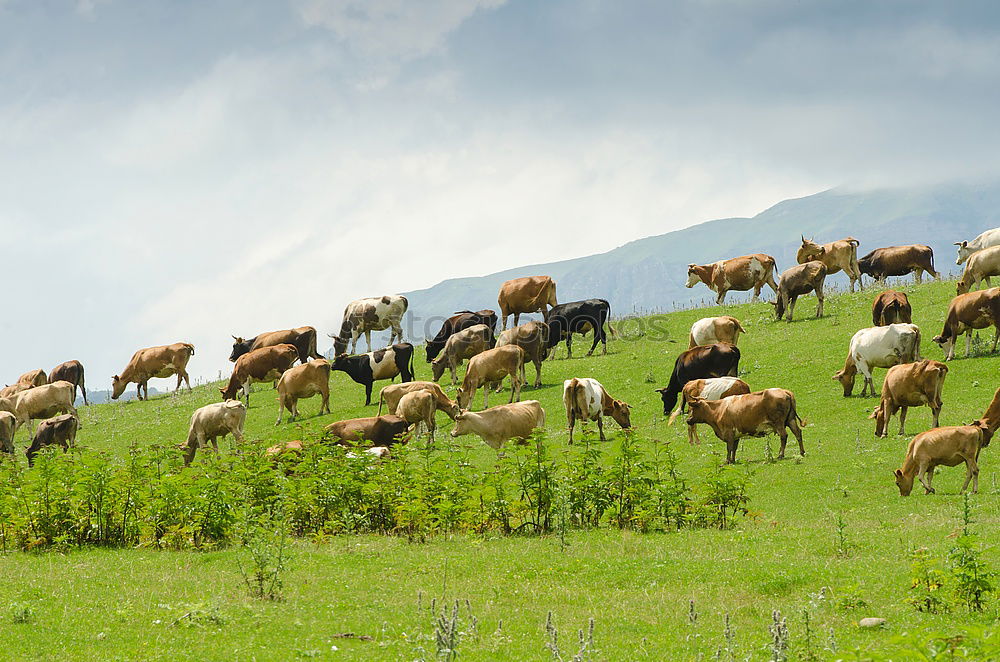 Similar – Image, Stock Photo Aerial Drone View Of Sheep Herd Feeding On Grass