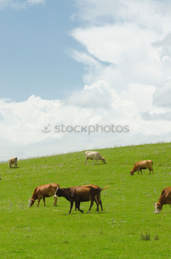 Similar – Cows are standing on my runway.