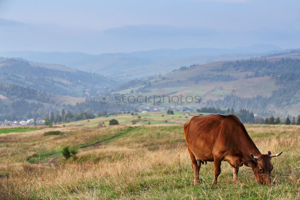 Similar – Image, Stock Photo thirst Landscape Water