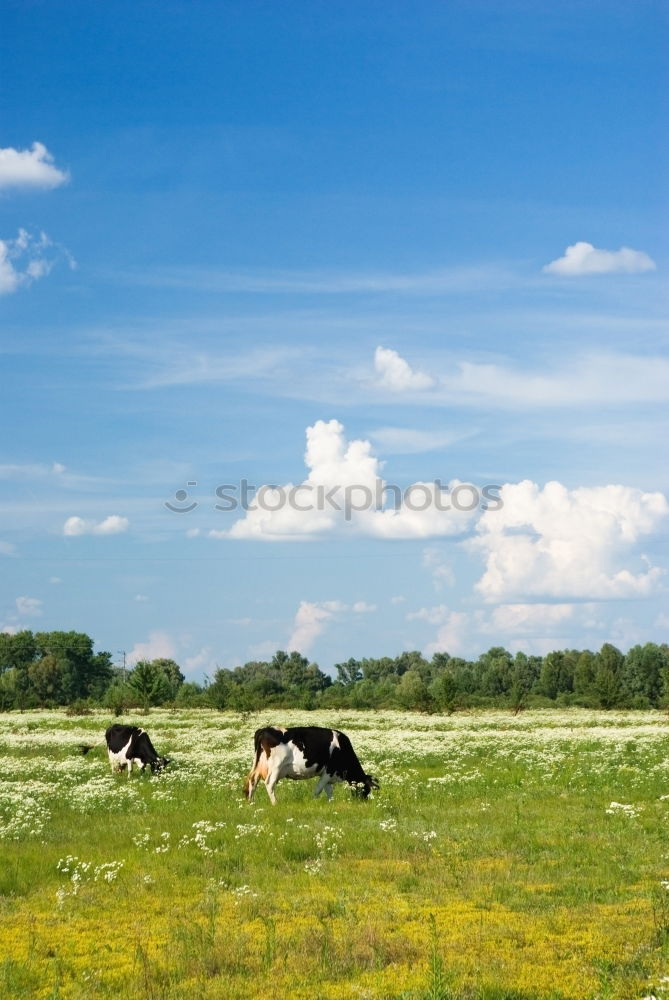 Similar – cow pasture Landscape Sky