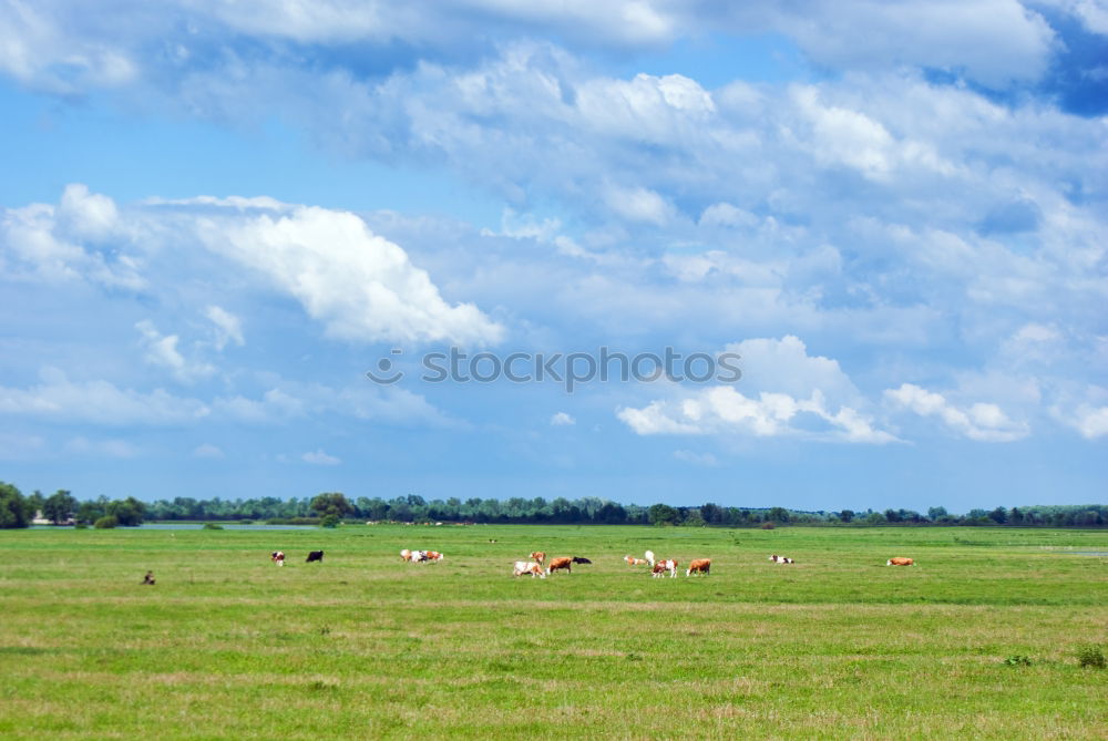 Similar – cow pasture Landscape Sky