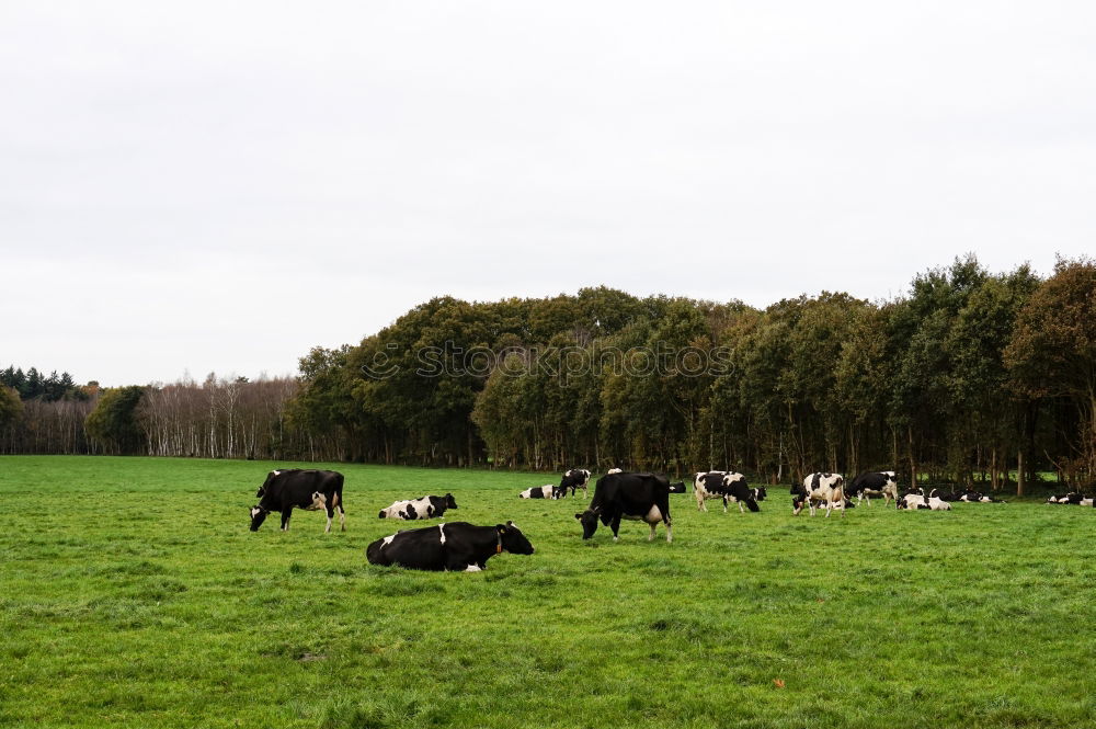 Similar – friesische kühe Natur