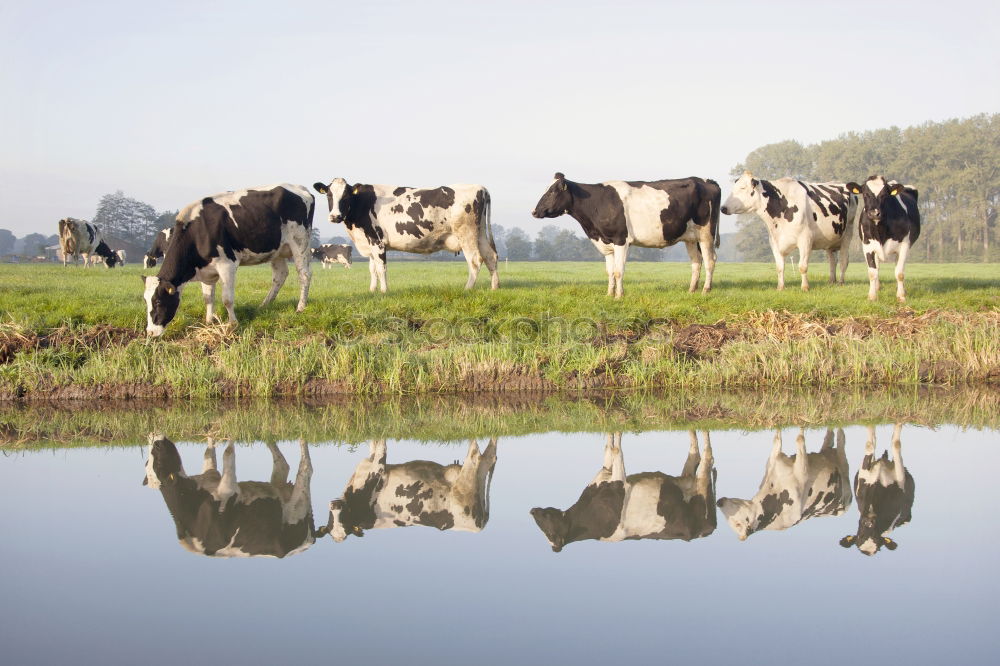 Similar – Foto Bild Landleben Natur Landschaft