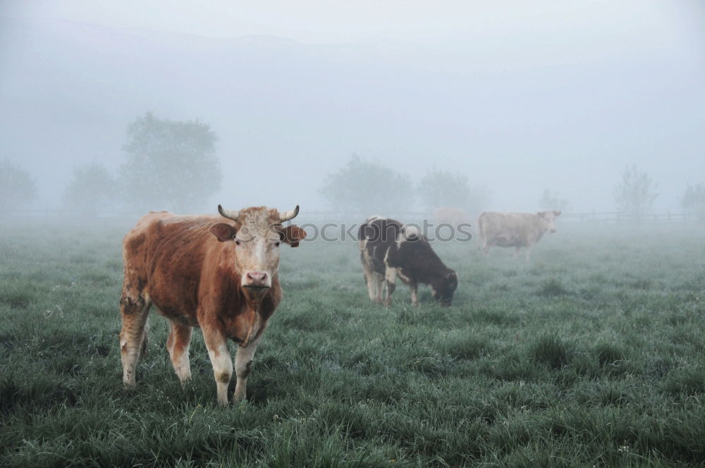 Image, Stock Photo organic milk Cow