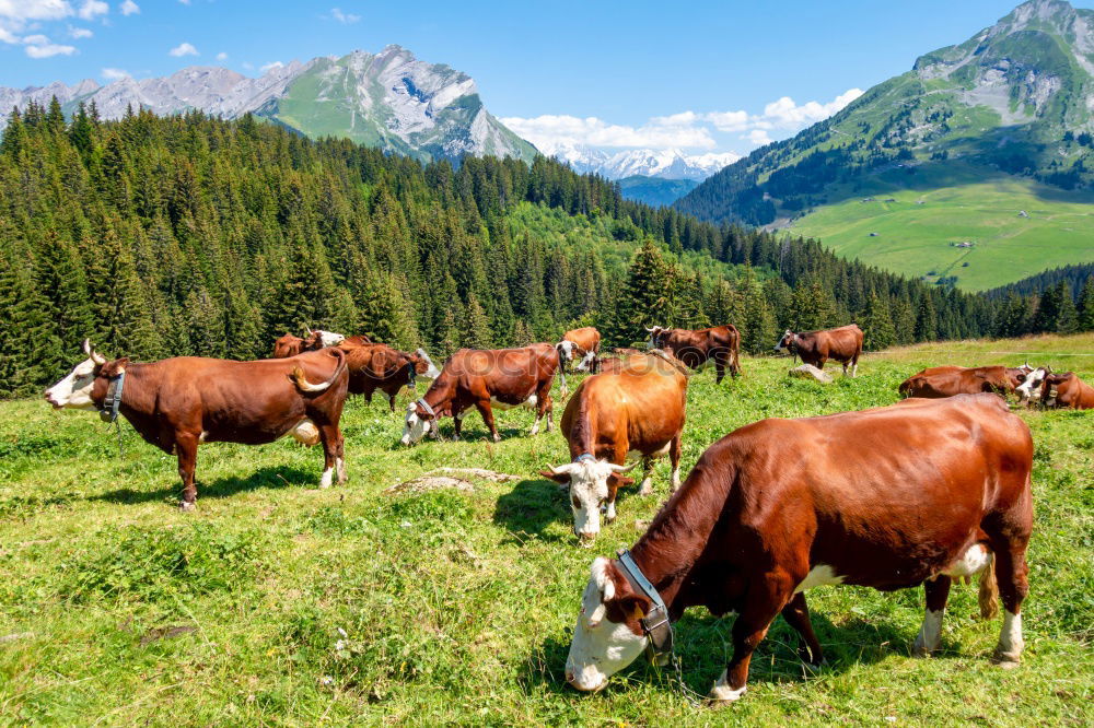 Similar – Image, Stock Photo Muh cow in Allgäu