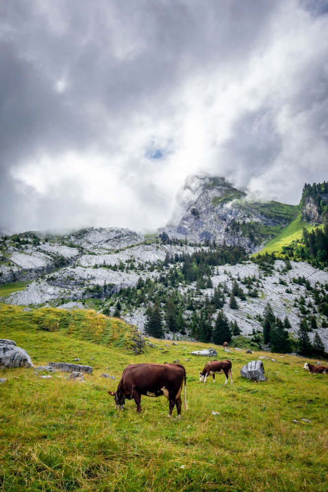 Similar – Portrait: Lying Alpine cow