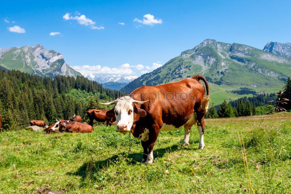 Image, Stock Photo Cows on the summit