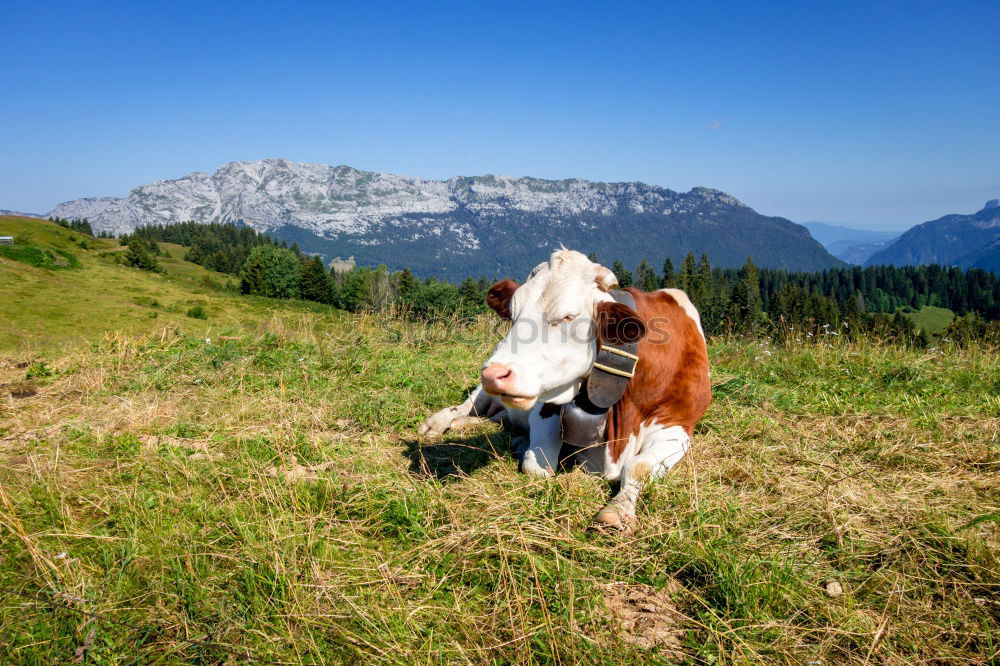 Similar – Image, Stock Photo At the Kuhjoch Contentment