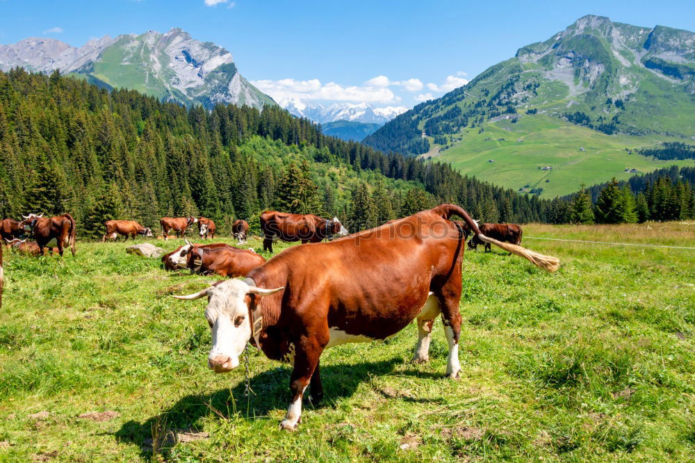 Similar – Image, Stock Photo Cows on the summit