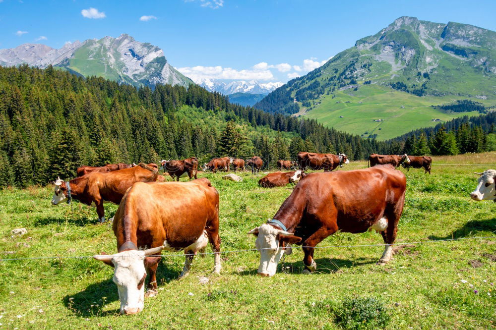 Similar – Image, Stock Photo Cows on the summit