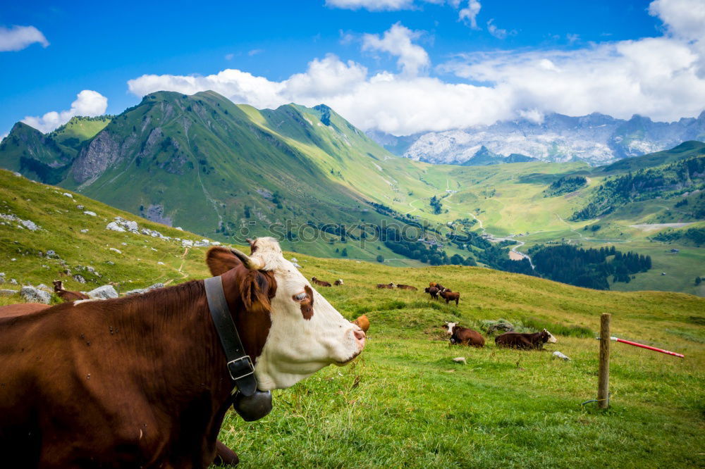 Similar – high mountain milk dispenser