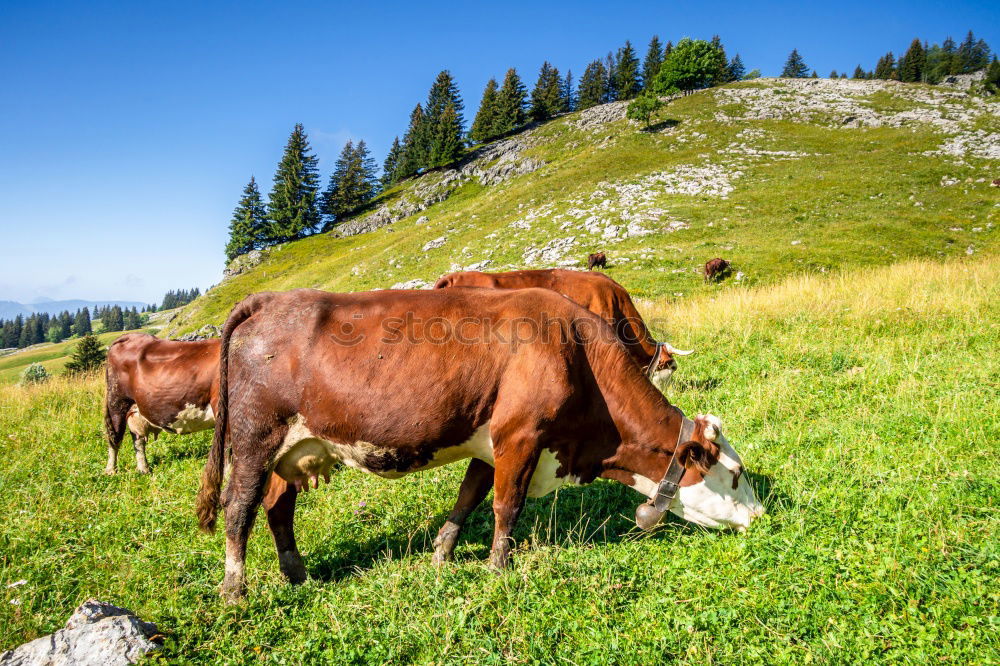 Similar – Image, Stock Photo Cow and horse Environment