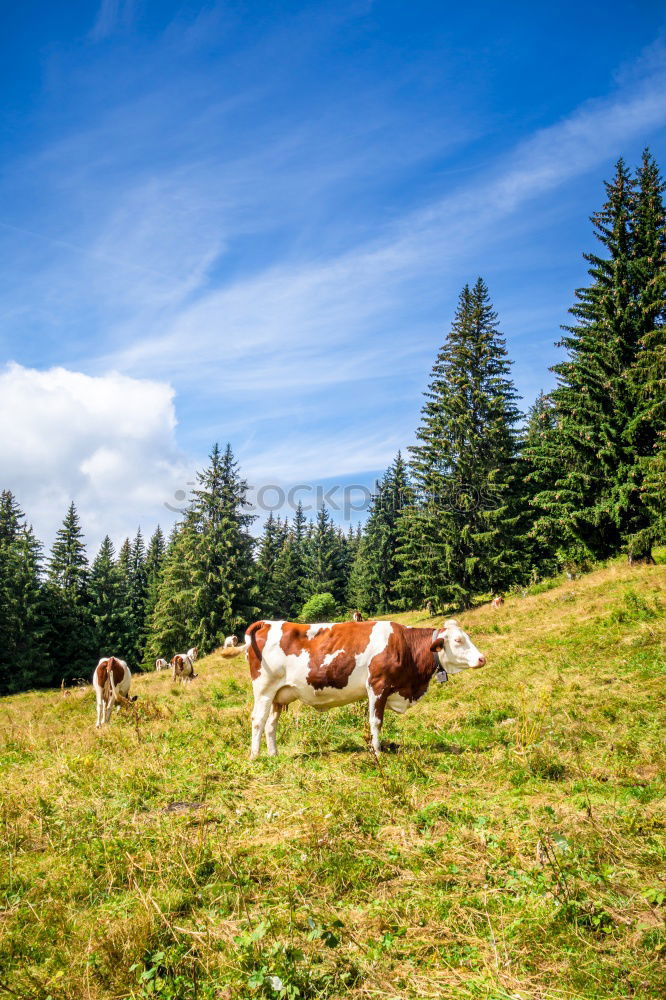 Similar – Image, Stock Photo Cows on the summit