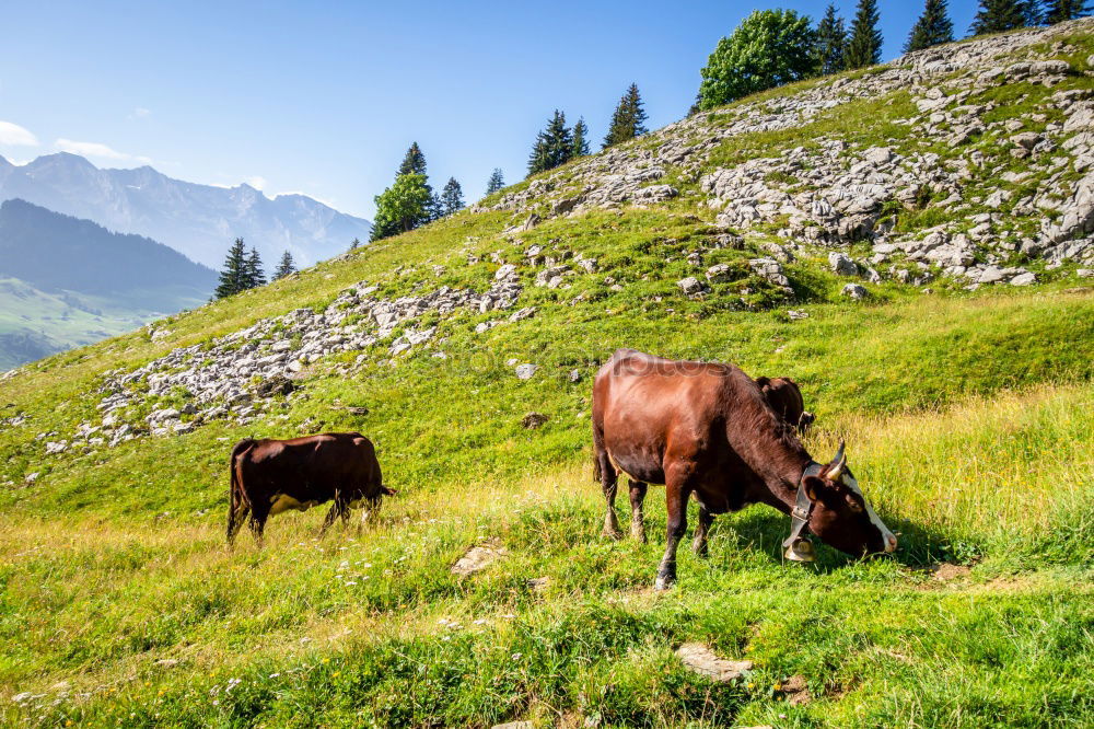 Similar – Black Forest Summer Nature