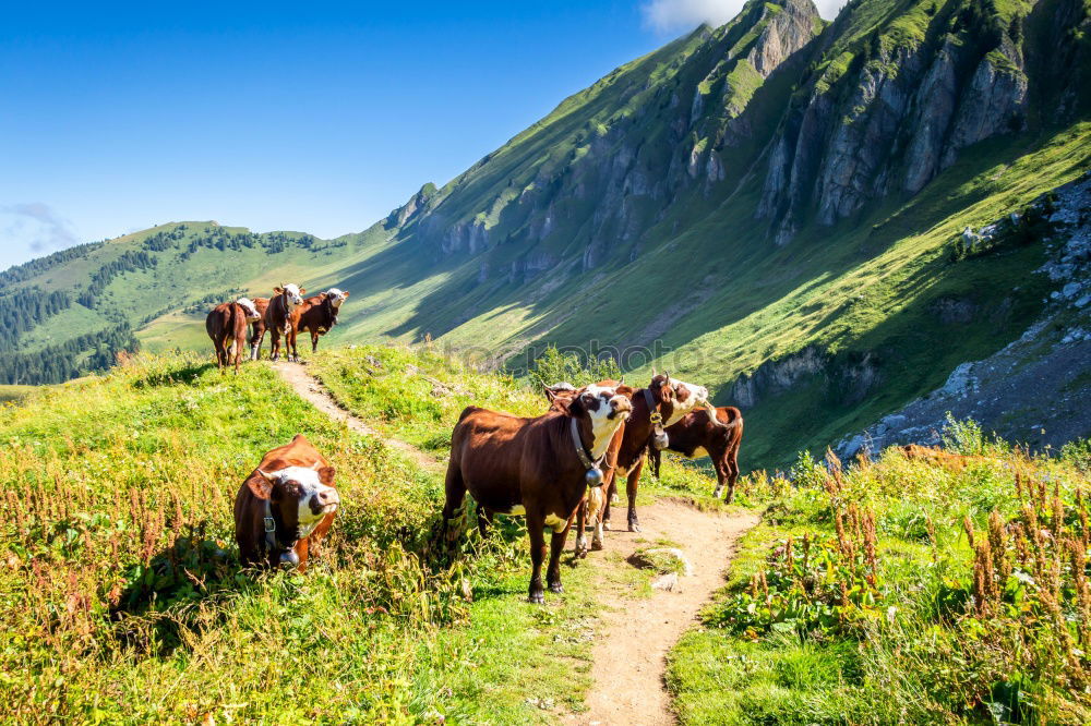 Similar – Image, Stock Photo Cows on the summit