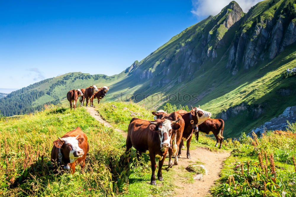 Similar – Image, Stock Photo Cows on the summit