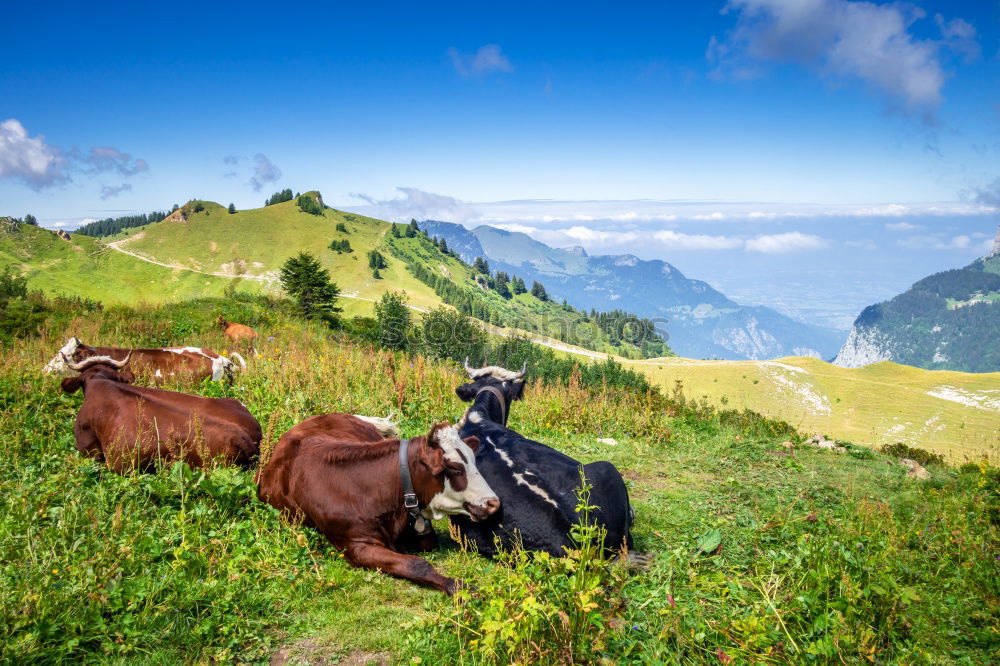 Similar – Image, Stock Photo Horses in front of Bavarian and Austrian mountain landscape