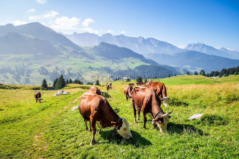 Similar – Image, Stock Photo Horses in front of Bavarian and Austrian mountain landscape