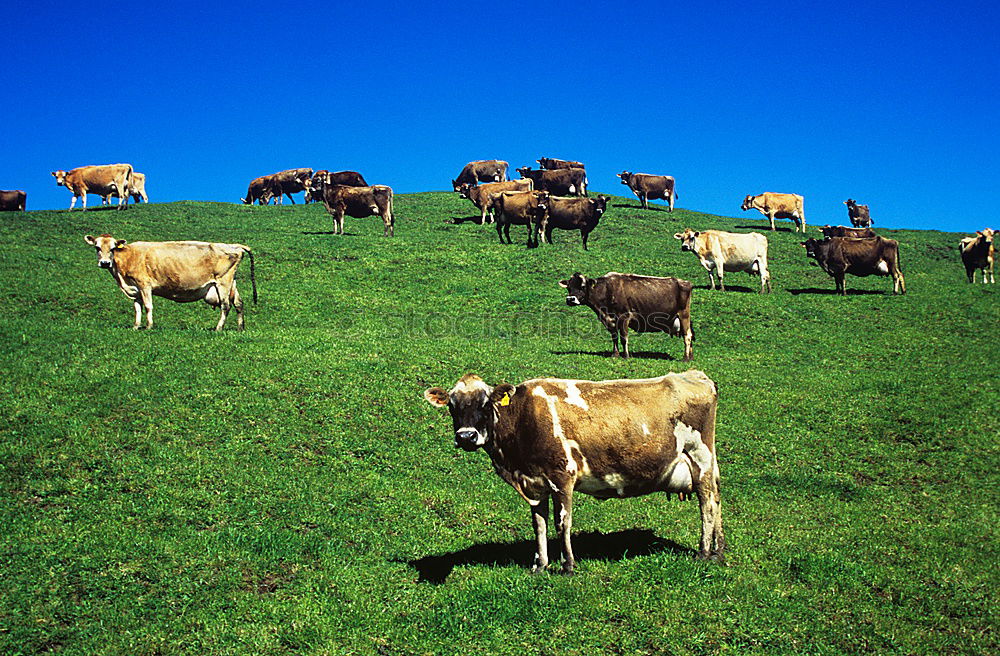 Similar – Three cows and a sky that turns blue