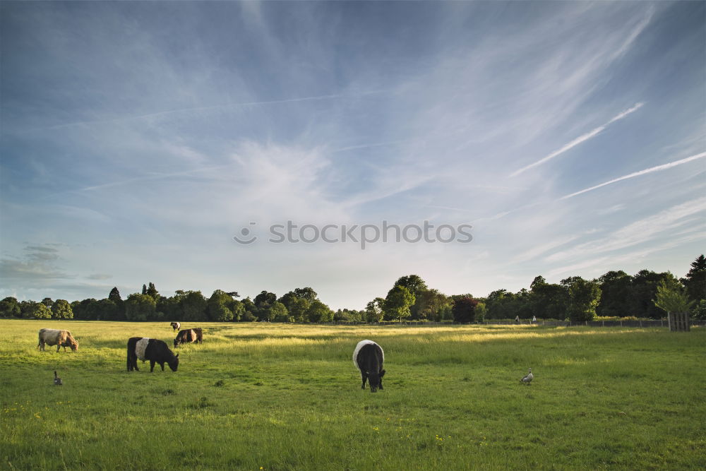 Similar – Image, Stock Photo Cow ensemble in late summer light