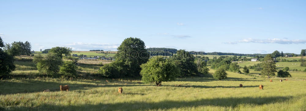 Similar – Image, Stock Photo autumn Green Vine Autumn