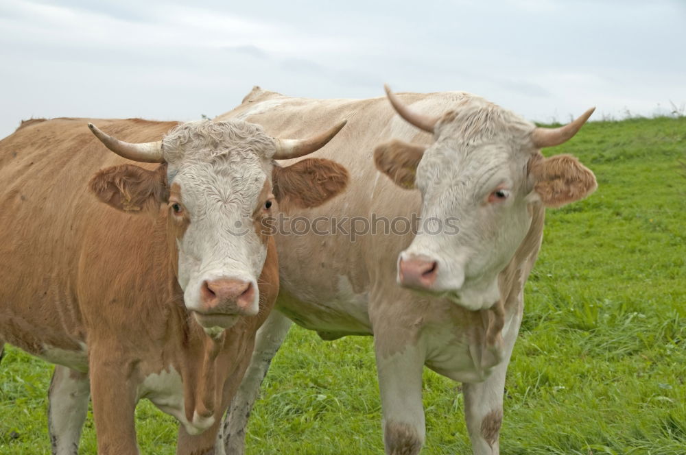 Similar – brown cattle Animal Grass