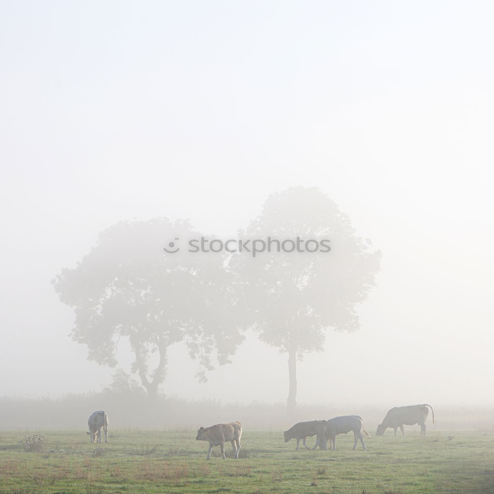 Similar – ground fog Nature