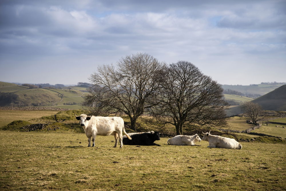 Dartmoor Pony Relaxation