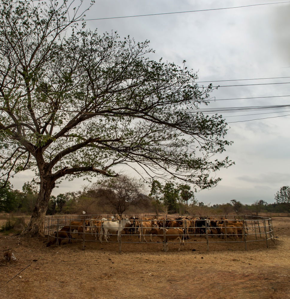 Similar – tomb old trees cows