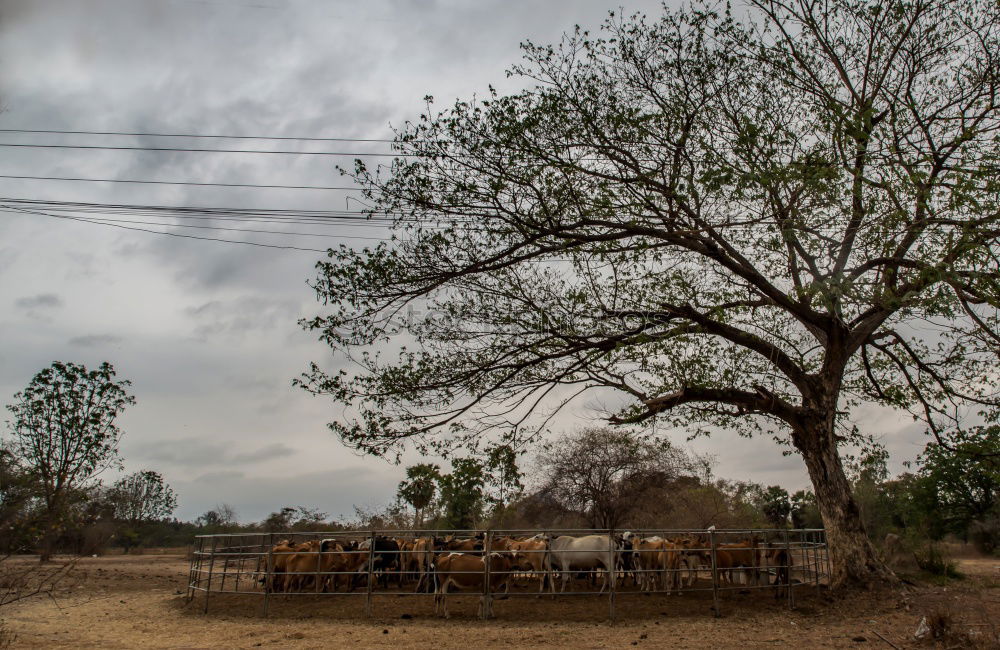 Similar – tomb old trees cows