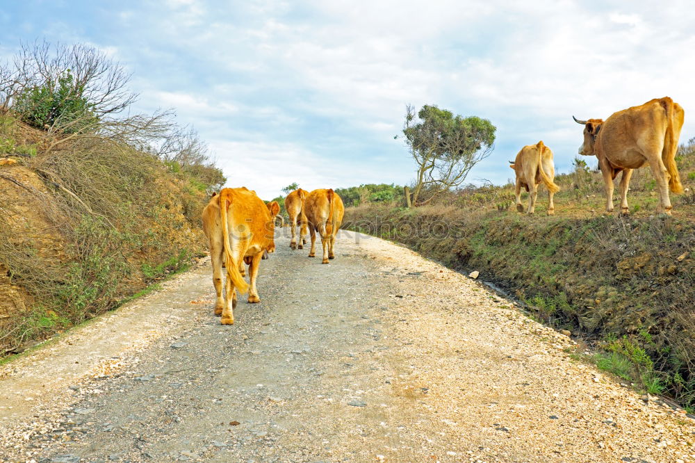 Similar – Image, Stock Photo Hiking at Thalawila, Kalpitiya, Sri Lanka